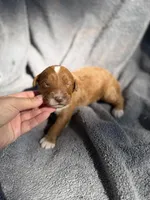 Ezra, a male Miniature Goldendoodle for sale in New Port Richey, FL – 9 of 9