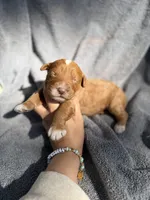 Ezra, a male Miniature Goldendoodle for sale in New Port Richey, FL – 4 of 9
