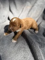 Ezra, a male Miniature Goldendoodle for sale in New Port Richey, FL – 8 of 9