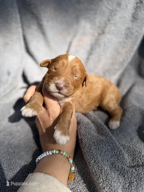 Ezra – Miniature Goldendoodle puppy for sale in New Port Richey, FL