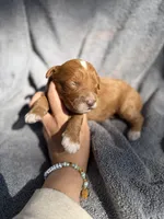 Ezra, a male Miniature Goldendoodle for sale in New Port Richey, FL – 2 of 9