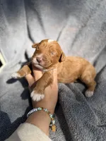 Ezra, a male Miniature Goldendoodle for sale in New Port Richey, FL – 6 of 9