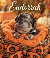 Endorrah Mini F1bb, a female Sheepadoodle for sale in New Port Richey, FL – 2 of 2
