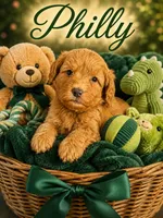 Philly, a male Miniature Goldendoodle for sale in New Port Richey, FL – 1 of 2