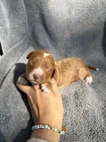 Esme, a female Miniature Goldendoodle for sale in New Port Richey, FL – 2 of 8