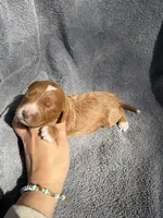 Esme, a female Miniature Goldendoodle for sale in New Port Richey, FL – 8 of 8