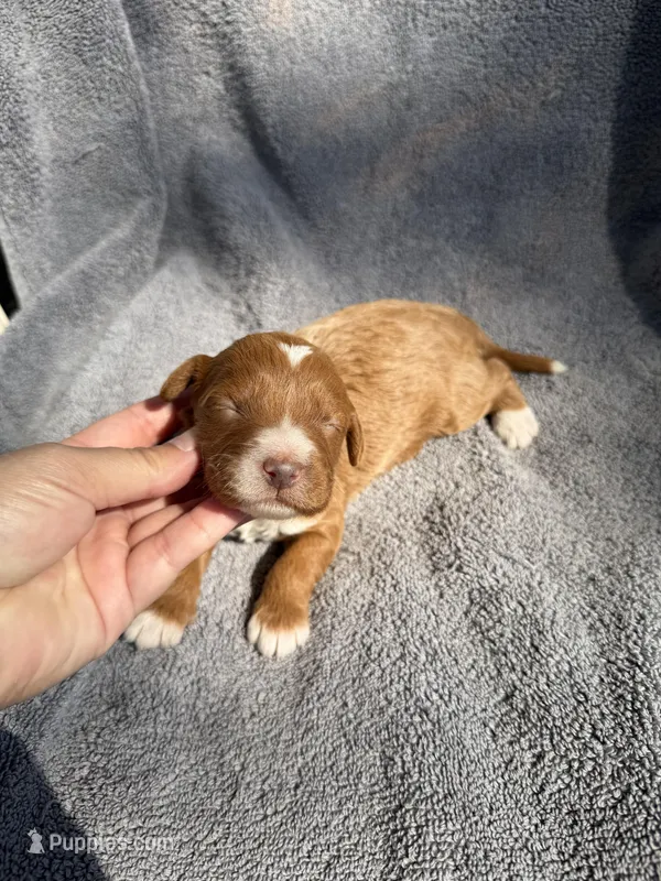 Esme – Miniature Goldendoodle puppy for sale in New Port Richey, FL