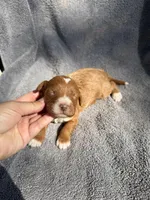 Esme, a female Miniature Goldendoodle for sale in New Port Richey, FL – 1 of 8