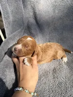 Esme, a female Miniature Goldendoodle for sale in New Port Richey, FL – 4 of 8