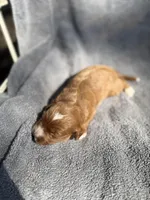 Esme, a female Miniature Goldendoodle for sale in New Port Richey, FL – 6 of 8