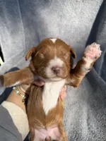 Esme, a female Miniature Goldendoodle for sale in New Port Richey, FL – 7 of 8