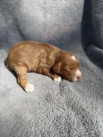 Esme, a female Miniature Goldendoodle for sale in New Port Richey, FL – 5 of 8