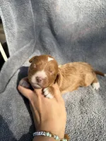 Esme, a female Miniature Goldendoodle for sale in New Port Richey, FL – 3 of 8