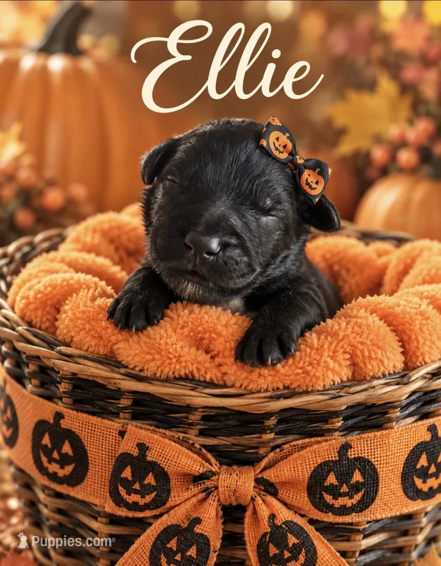 Ellie Mini F1bb – Poodle - Miniature , Sheepadoodle puppy for sale in New Port Richey, FL