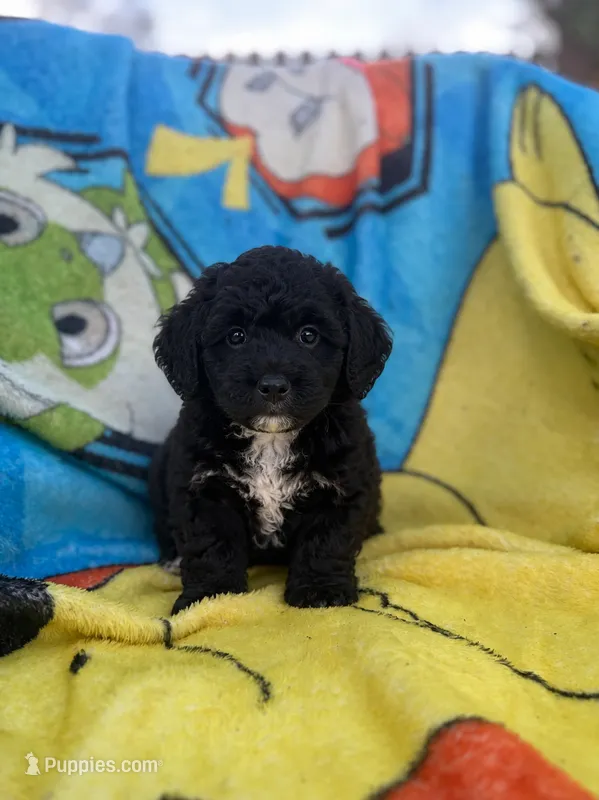 Catalina F1bb – Miniature Bernedoodle puppy for sale in New Port Richey, FL