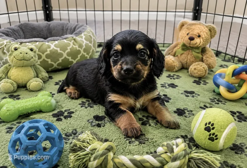 Quell  – Miniature Dachshund puppy for sale in New Port Richey, FL
