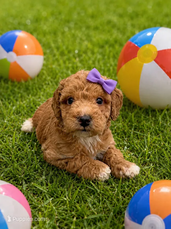 Emmalyn – Miniature Goldendoodle puppy for sale in New Port Richey, FL
