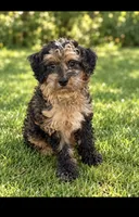 Taliyah, a female Miniature Bernedoodle for sale in New Port Richey, FL – 2 of 8