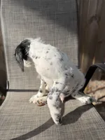 Whiskey Dalmadoodle, a female Dalmatian and Poodle - Standard  for sale in New Port Richey, FL – Photo 2 of 6