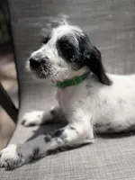 Whiskey Dalmadoodle, a female Dalmatian and Poodle - Standard  for sale in New Port Richey, FL – Photo 2 of 5