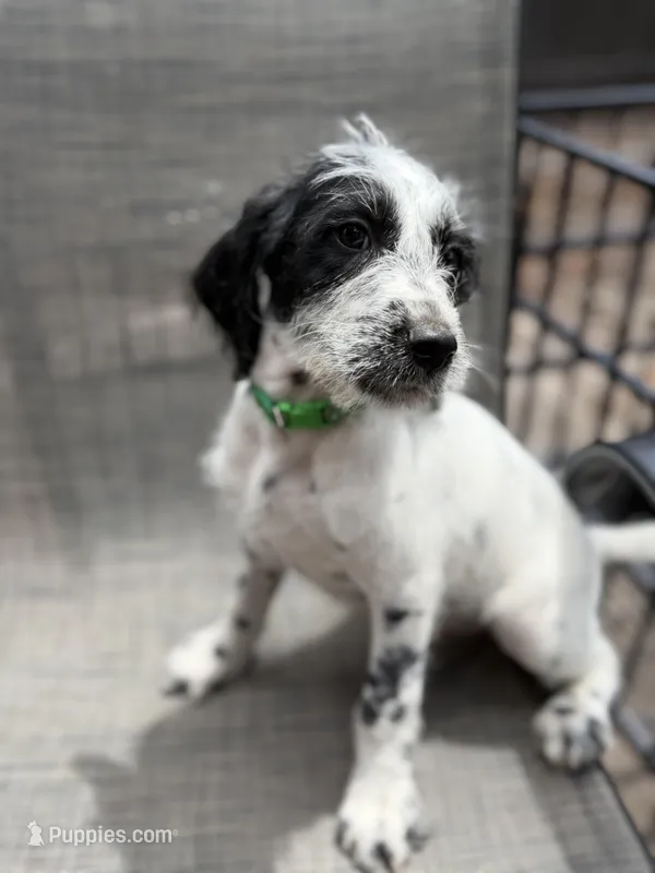 Whiskey Dalmadoodle – Dalmatian, Poodle - Standard  puppy for sale in New Port Richey, FL