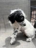 Whiskey Dalmadoodle, a female Dalmatian and Poodle - Standard  for sale in New Port Richey, FL – Photo 5 of 5