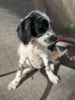 Whiskey Dalmadoodle, a female Dalmatian and Poodle - Standard  for sale in New Port Richey, FL – Photo 3 of 6