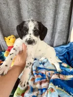 Whiskey Dalmadoodle, a female Dalmatian for sale in New Port Richey, FL – Photo 4 of 5