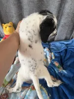 Whiskey Dalmadoodle, a female Dalmatian for sale in New Port Richey, FL – Photo 5 of 5