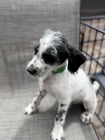 Whiskey Dalmadoodle, a female Dalmatian and Poodle - Standard  for sale in New Port Richey, FL – Photo 3 of 5