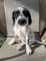 Whiskey Dalmadoodle, a female Dalmatian and Poodle - Standard  for sale in New Port Richey, FL – Photo 1 of 6