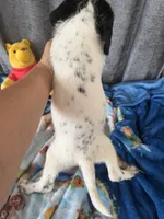 Whiskey Dalmadoodle, a female Dalmatian for sale in New Port Richey, FL – Photo 2 of 5