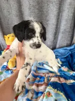 Whiskey Dalmadoodle, a female Dalmatian for sale in New Port Richey, FL – Photo 3 of 5