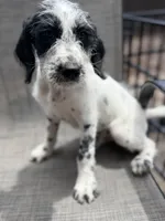 Whiskey Dalmadoodle, a female Dalmatian and Poodle - Standard  for sale in New Port Richey, FL – Photo 4 of 5
