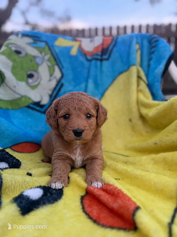 Emmalyn – Miniature Goldendoodle puppy for sale in New Port Richey, FL