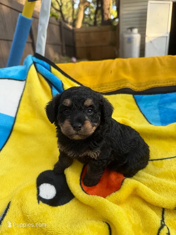 Ivan – Cockapoo puppy for sale in New Port Richey, FL