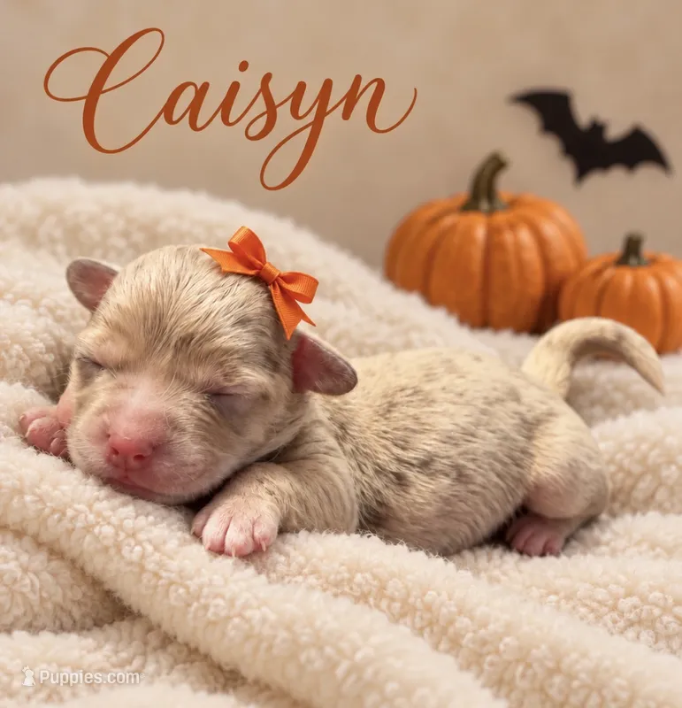 Caisyn – Miniature Aussiedoodle puppy for sale in New Port Richey, FL