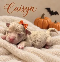 Caisyn, a female Miniature Aussiedoodle for sale in New Port Richey, FL – 1 of 1