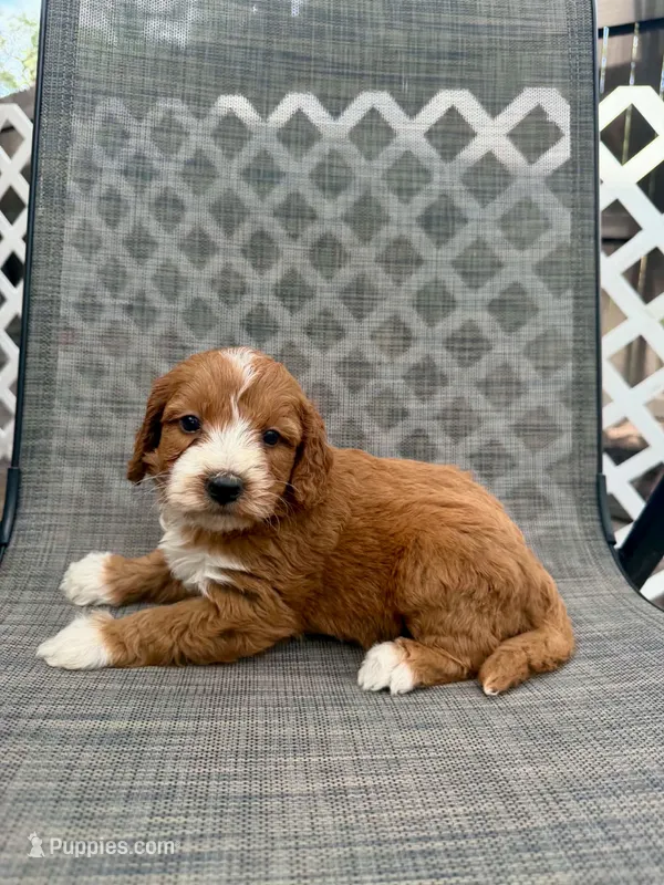 Emerson  – Miniature Goldendoodle puppy for sale in New Port Richey, FL