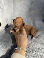 Edison, a male Miniature Goldendoodle for sale in New Port Richey, FL – 2 of 5