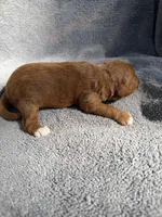 Edison, a male Miniature Goldendoodle for sale in New Port Richey, FL – 5 of 5