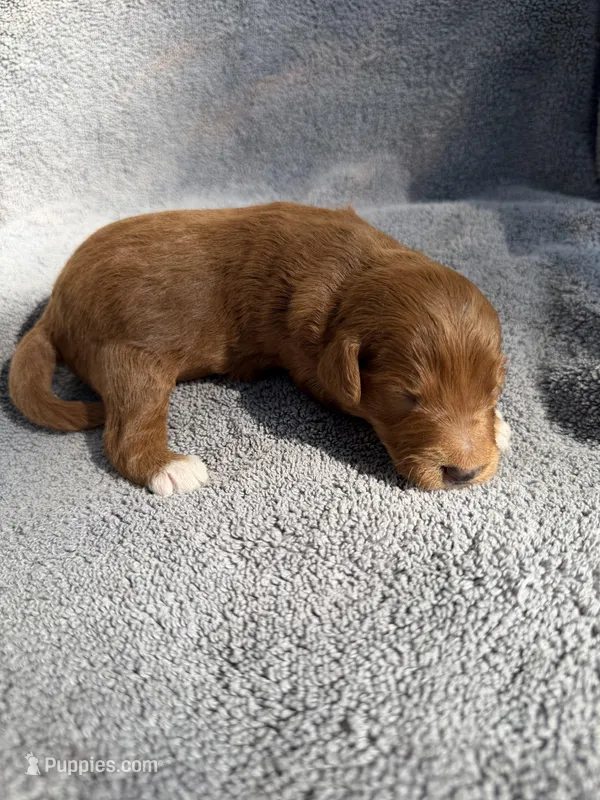 Edison – Miniature Goldendoodle puppy for sale in New Port Richey, FL
