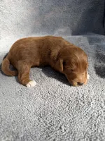 Edison, a male Miniature Goldendoodle for sale in New Port Richey, FL – 1 of 5