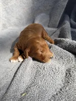 Edison, a male Miniature Goldendoodle for sale in New Port Richey, FL – 4 of 5