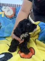 Karter, a male Yorkipoo and Poodle - Toy  for sale in New Port Richey, FL – 3 of 3