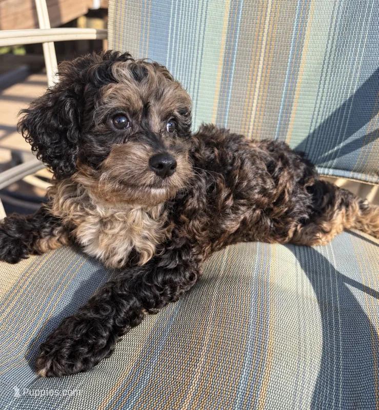 Taylah Micro Mini – Miniature Bernedoodle puppy for sale in New Port Richey, FL