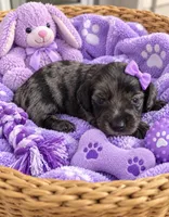 Zaylee, a female Miniature Dachshund for sale in New Port Richey, FL – 2 of 2