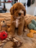Ezra, a male Miniature Goldendoodle for sale in New Port Richey, FL – 2 of 2