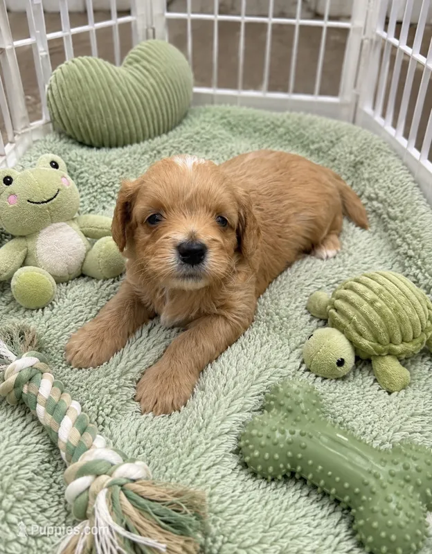 Tobias Micro Mini – Miniature Bernedoodle puppy for sale in New Port Richey, FL