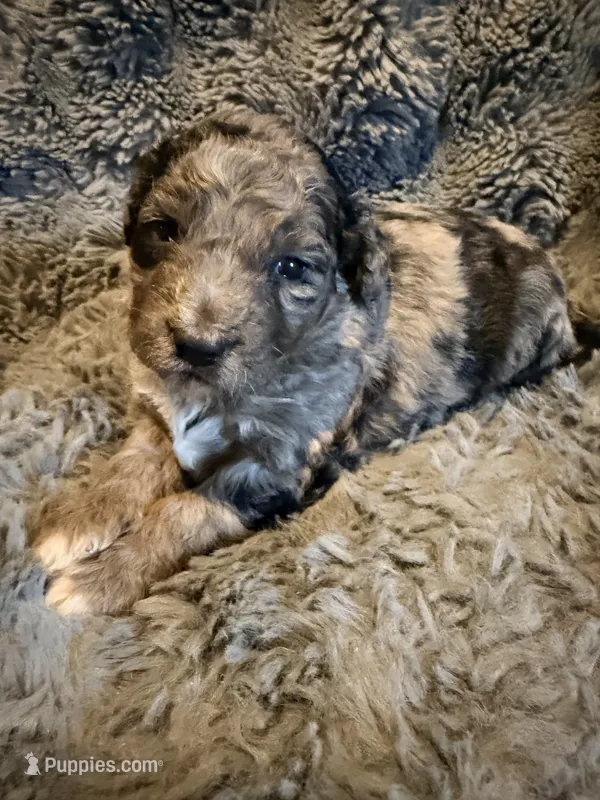 Calix F1bb – Miniature Bernedoodle puppy for sale in New Port Richey, FL